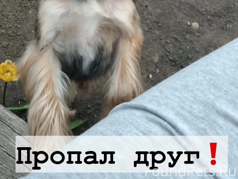 Пропал мальчик Пух, ул. 3 Интернационала