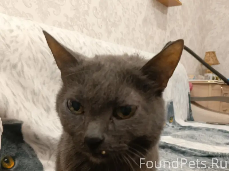 Пропал кот Сёма, Тополиная 23