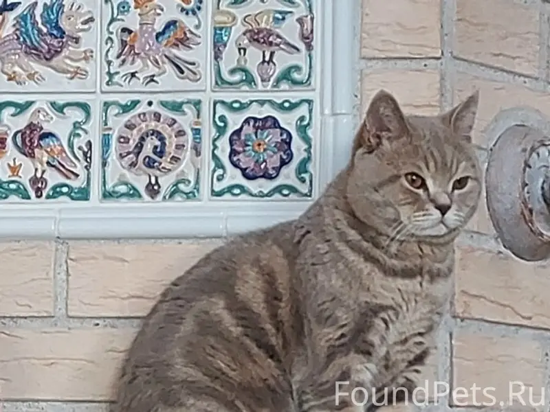 Пропал кот, Раздольное