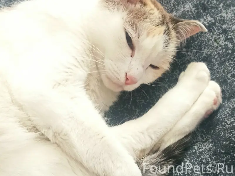 Пропала кошка, 4 мкр.
