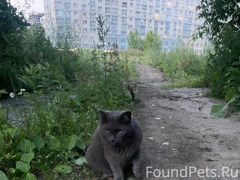 Найдена кошка, русская серебристая, пустырь