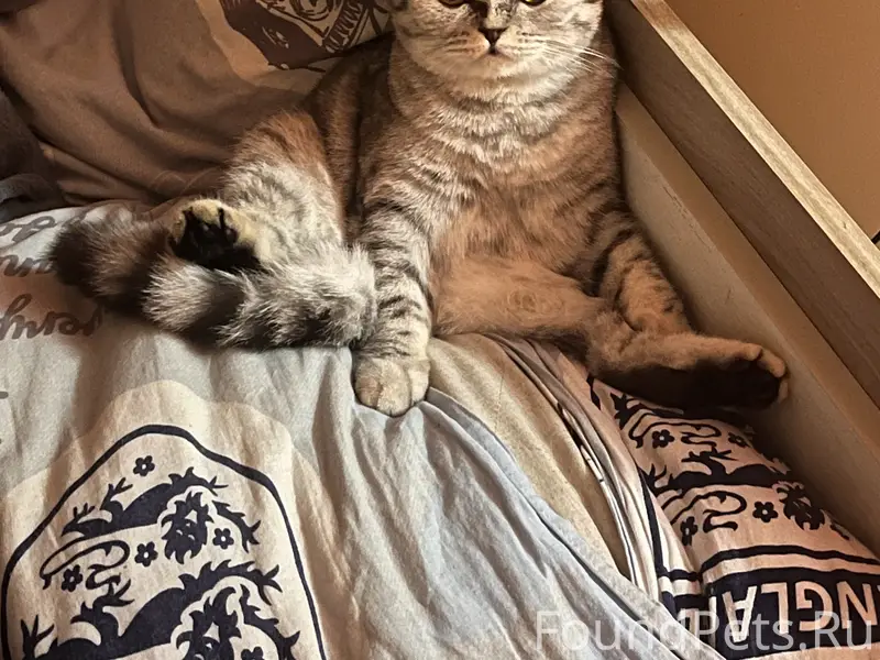 ПРОПАЛА КОШКА