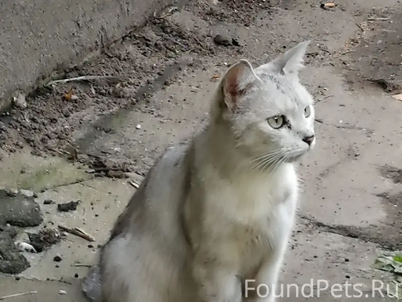 Найдены кошки, Орехово-Зуево