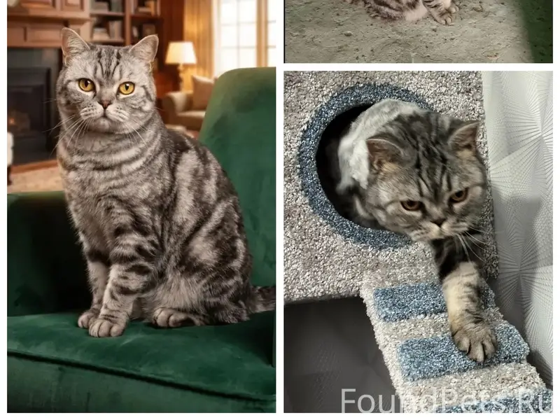 Найден кот, район 3й школы