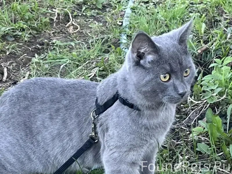 Пропал домашний кот, Грузинская улица