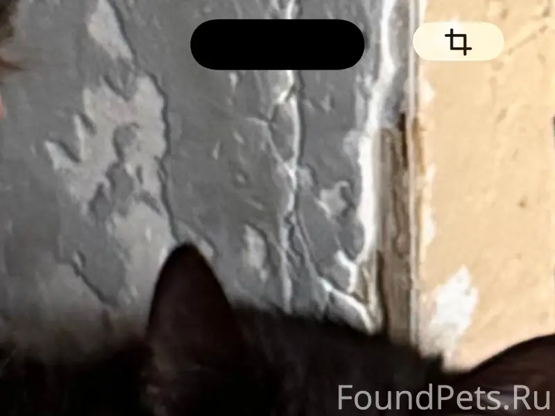 Пропал чёрный кот, район ул. Стачечной