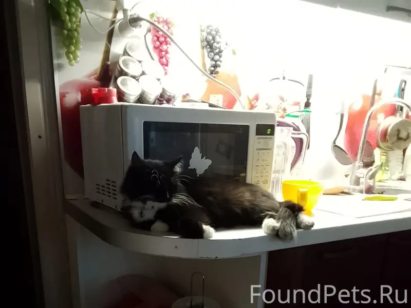Пропала кошка Муся