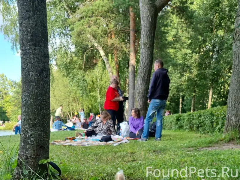 Пропал серебристый пес Кекс, ЖК Бейкер Стрит