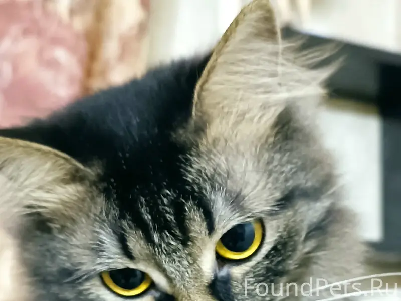 Пропала кошка, серая, ул. Новоселов