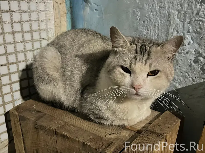 Пропал британец, Фёдорова 101