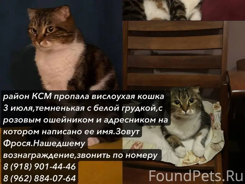 Пропала кошка, Сочи, рн КСМ