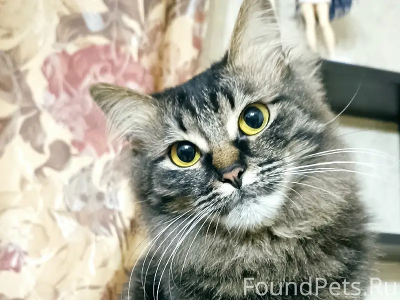 Пропала кошка, серая, ул. Новоселов