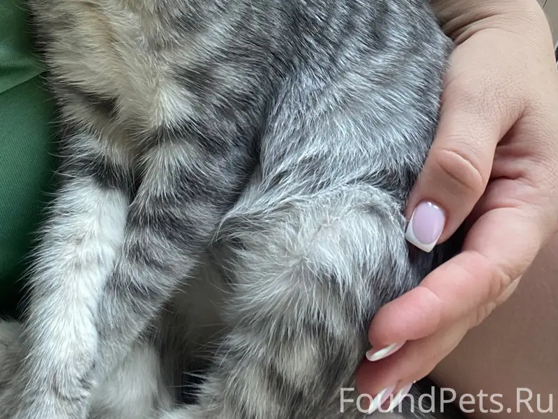 Пропала кошка Айза, улица Строителей