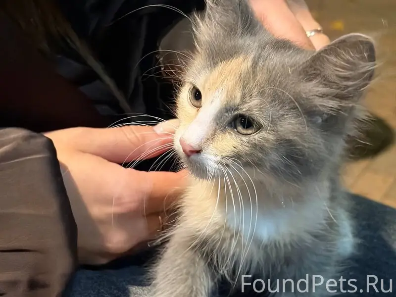 Найден котёнок, ласковый и игривый, без дома