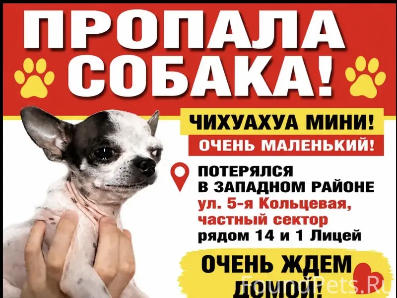 Пропал ЧИХУАХУА МИНИ Гриша