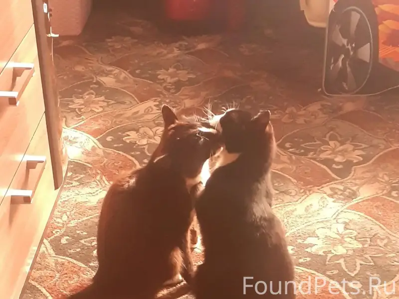 Найдена кошка Уголёк