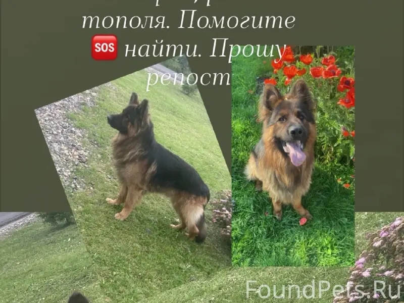 Пропал кобель немецкой овчарки, район Тополя
