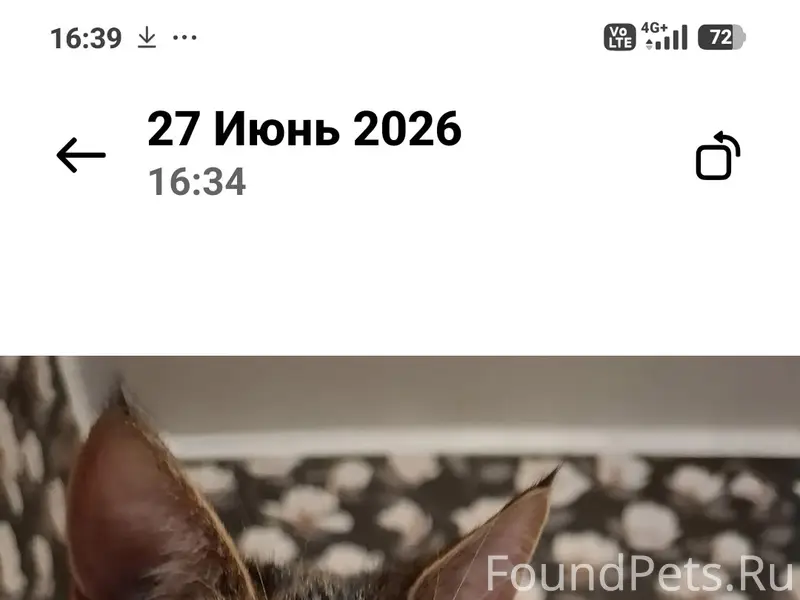 Пропала кошка, район вокзала Арзамас 1