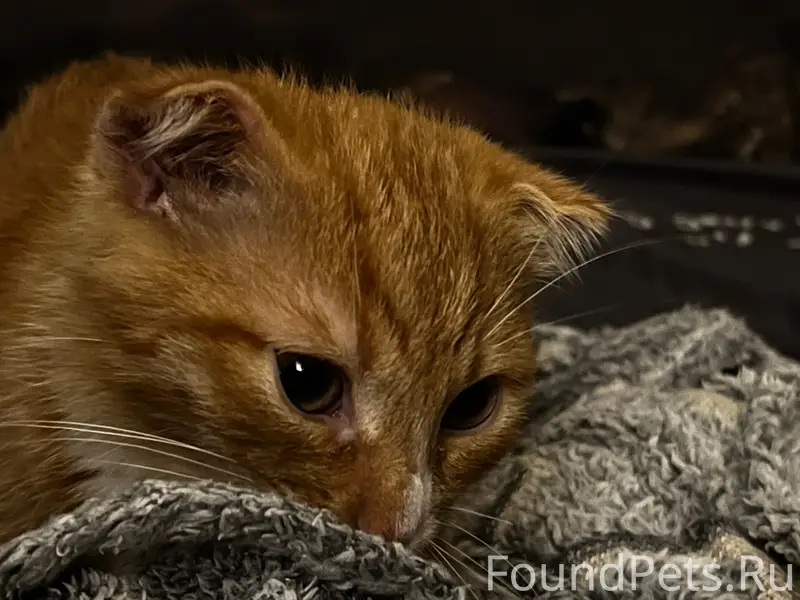 Пропал вислоухий котёнок, Ивантеевка