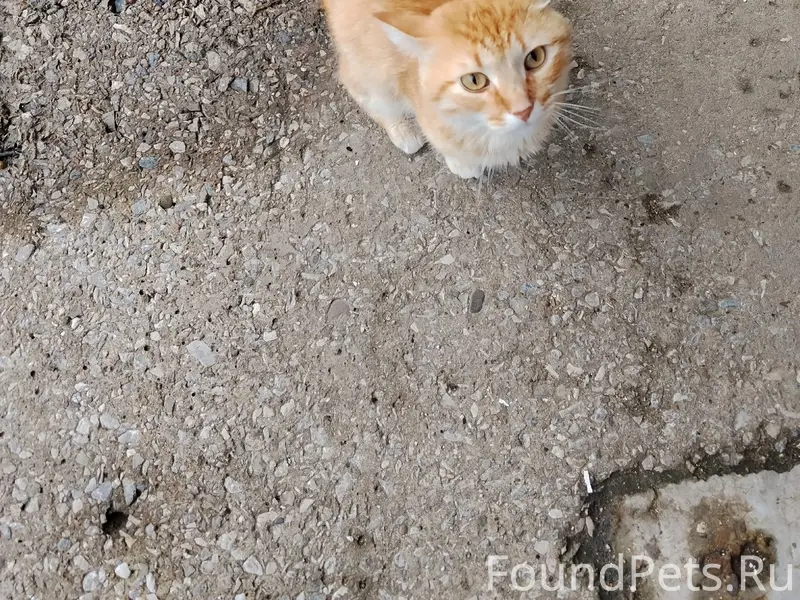 Пропал рыжий кот, Комсомольский
