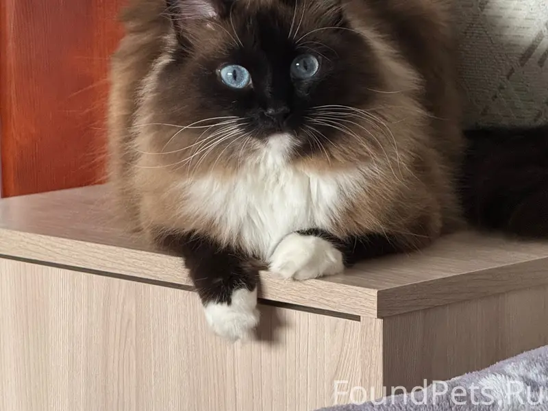 Пропала кошка Микки, 3 Первомайский