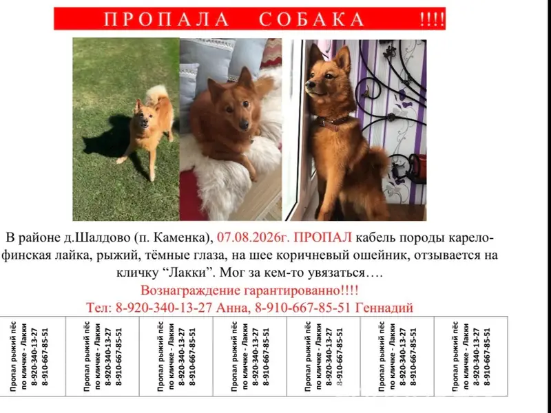Пропал карело-финская лайка Лакки, д. Шалдово, п. Каменка