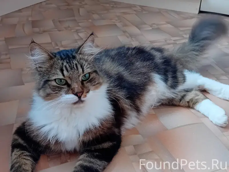 Пропал кот, ул. М.Садовая