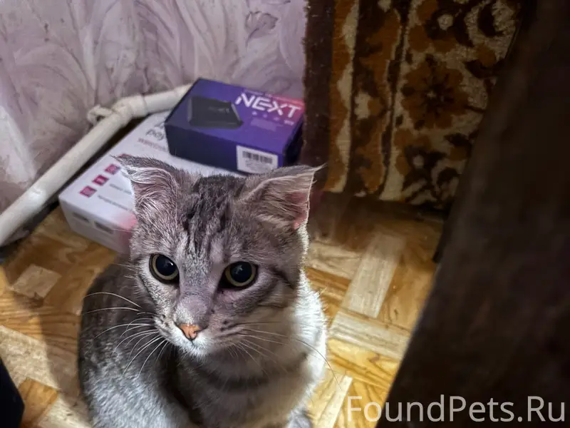 Найден кот, район Веги