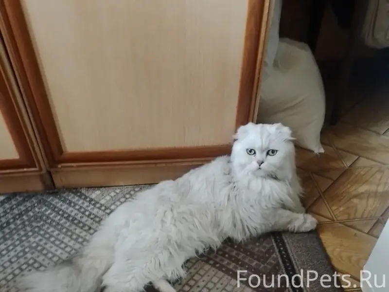 Найдена кошка, белая с ошейником, ул. Ленина 31