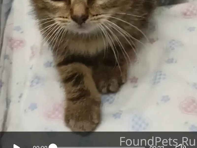 Найдена кошка, Петровский парк