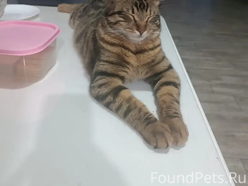 Пропал кот , кличка Чип