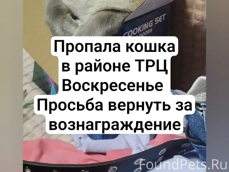 Пропала кошка Моня, ул. Мухачева