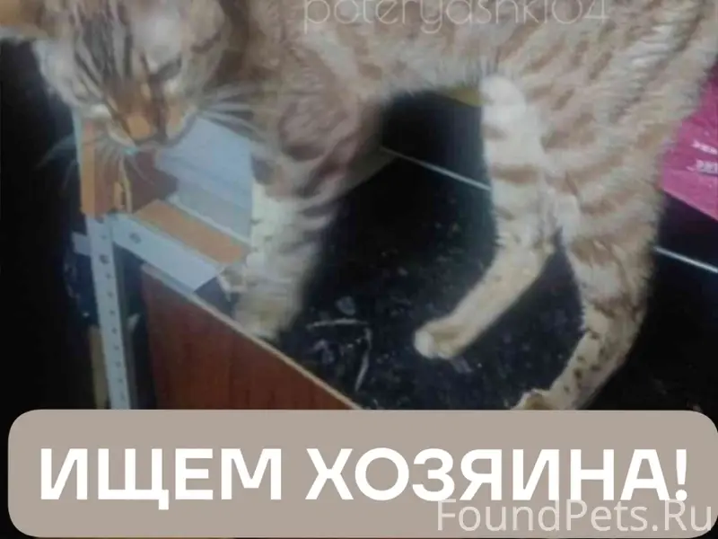 Найдена бенгальская кошка, Саратов