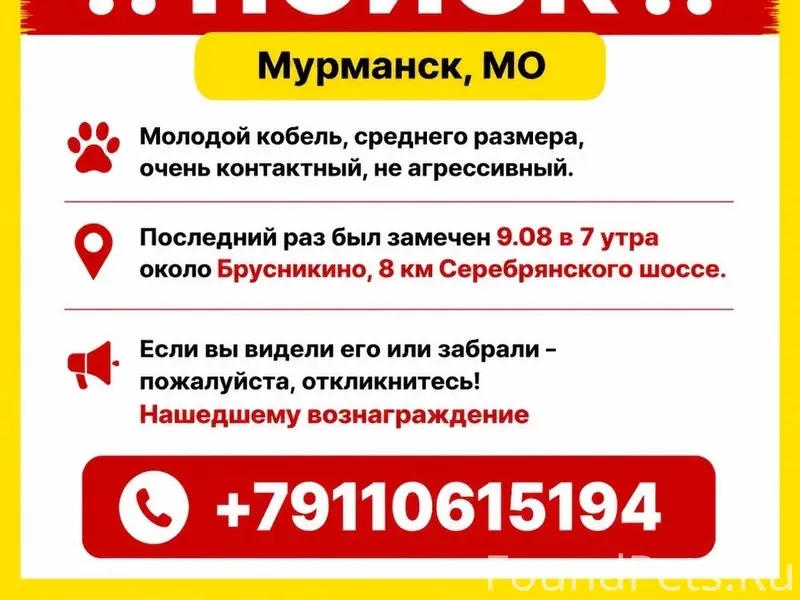 Пропал метис овчарки, 8-й км Серебрянского шоссе, Мурманск