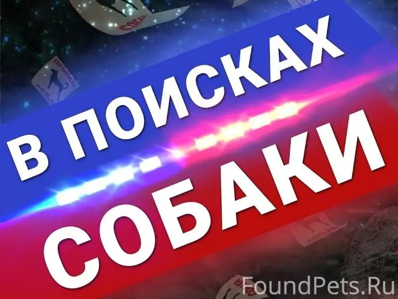 Пропала собака Найда, Верхняя Островская