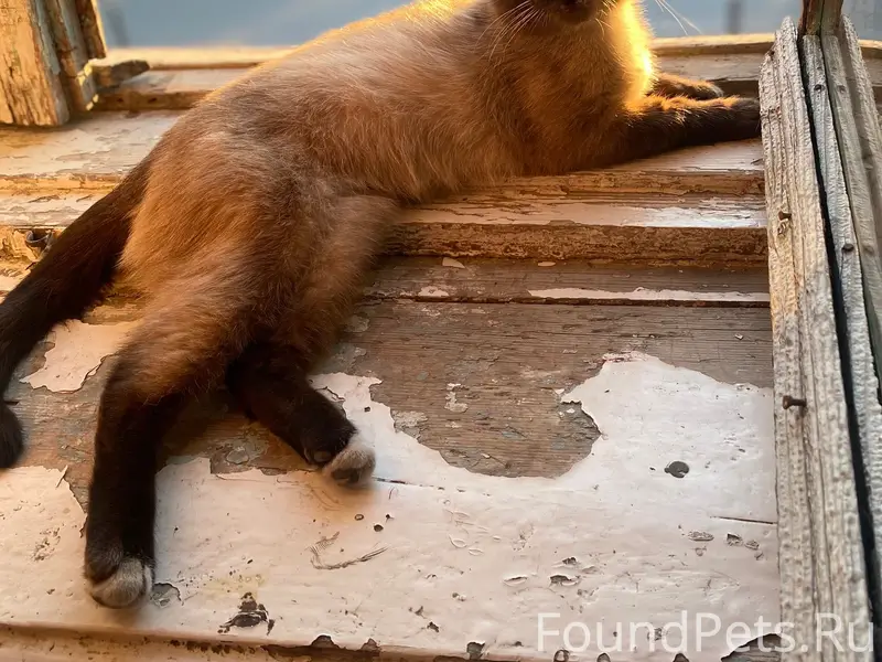 Пропал сиамский кот, дачный кооператив «Полёт»