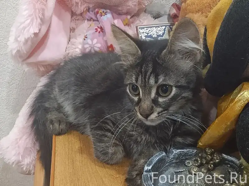 Найден котёнок-мальчик, Жигулёвск