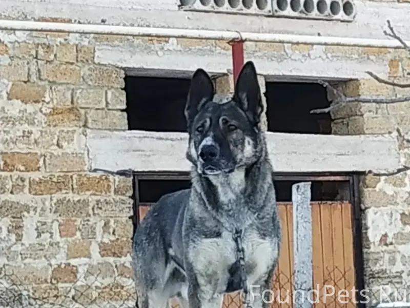 Пропал крупный пёс Марк, Пионерский, Эскисарай