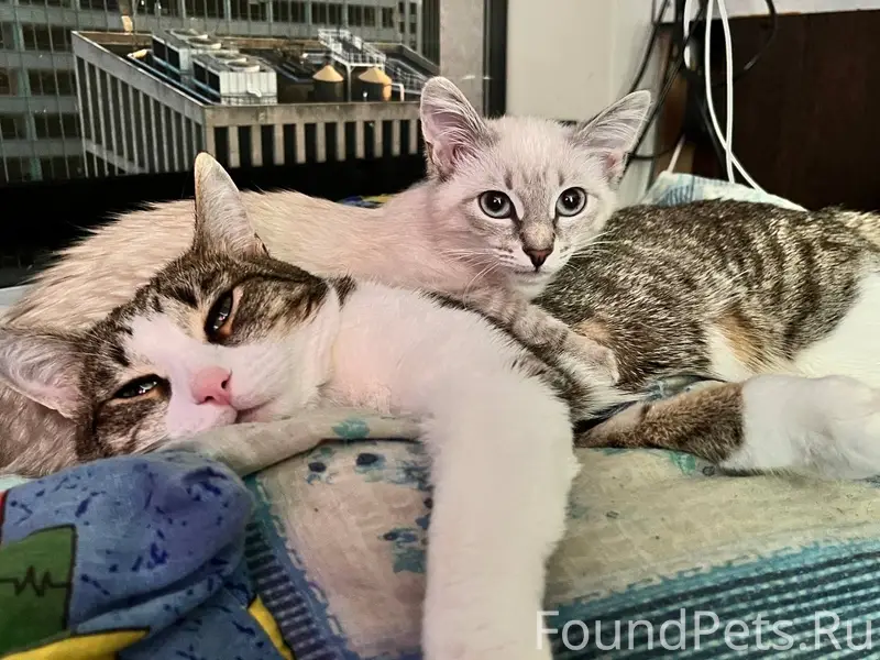 Пропали кот и кошка Винс и Ася, Энгельса 21