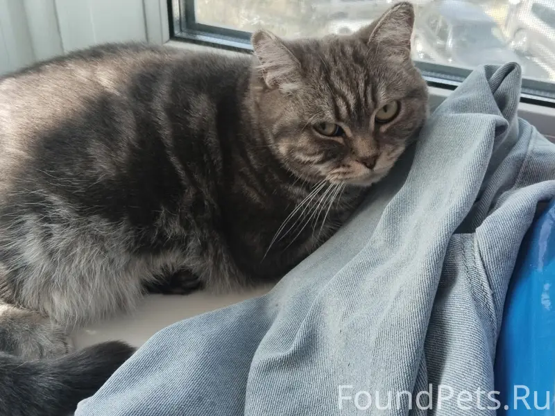 Найдена кошка, Топчева 1