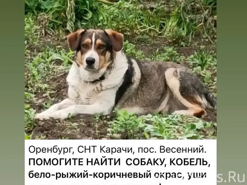 Пропала собака