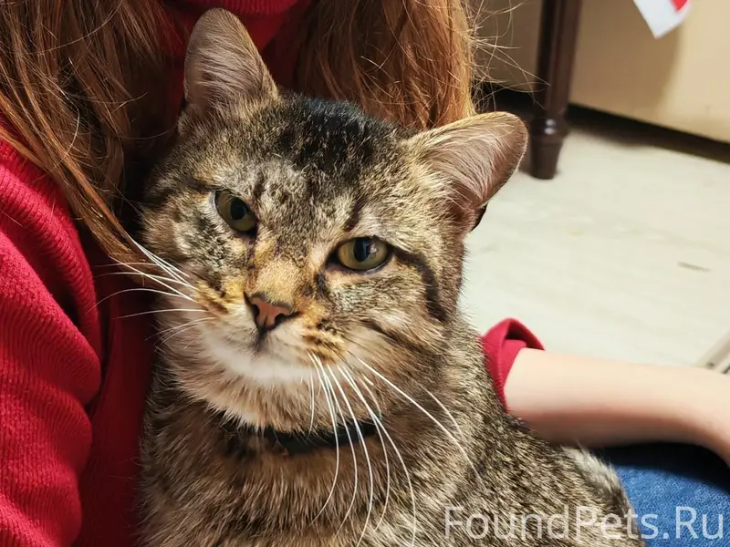 Пропал кот Жорик, район медгородка