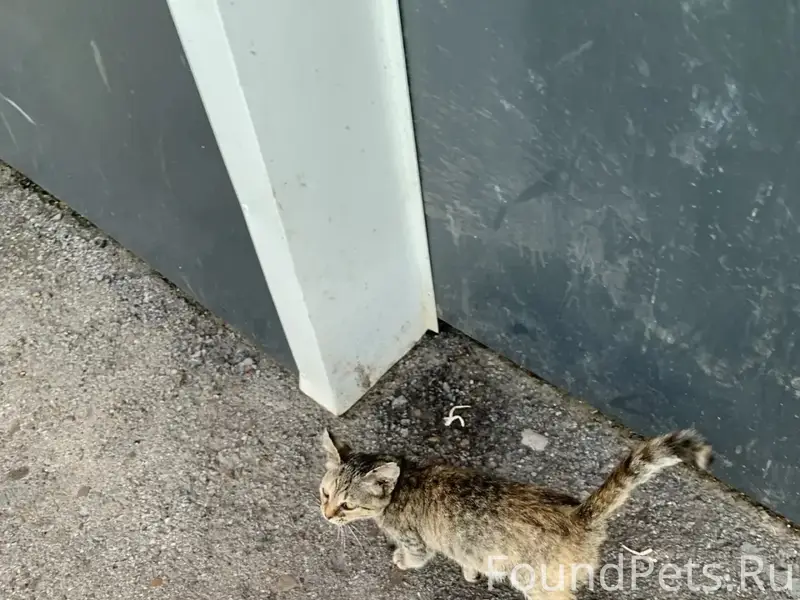 Найден котёнок-девочка, Вологодская улица