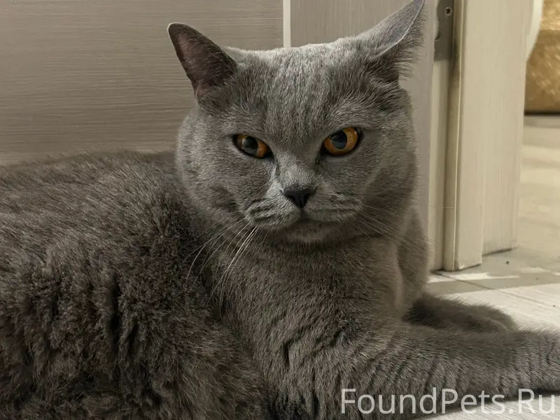 Найдена британская кошка, район Роста