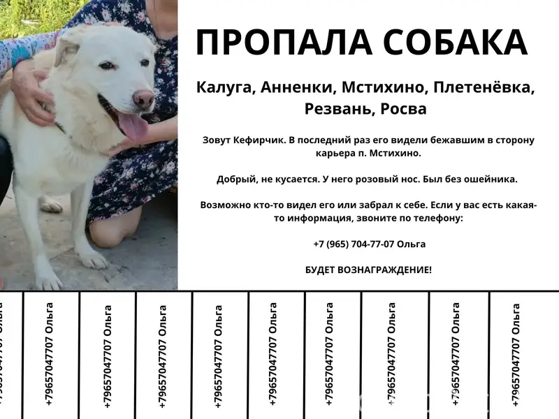 Пропал пес Кефирчик, Калуга