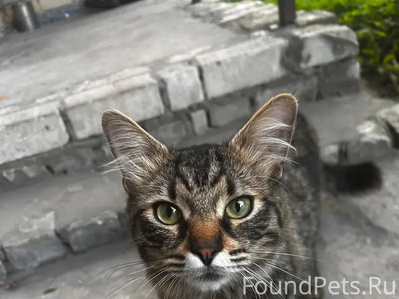 Найдена кошка, камышовый окрас, район мини-рынка