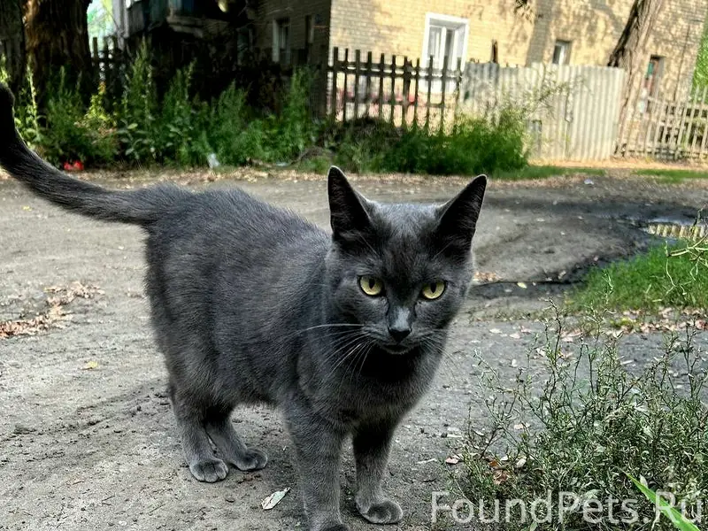 Найдена кошка, 9 Января