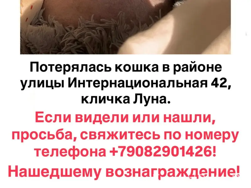 Пропала кошка-сфинкс Луна, Калининград