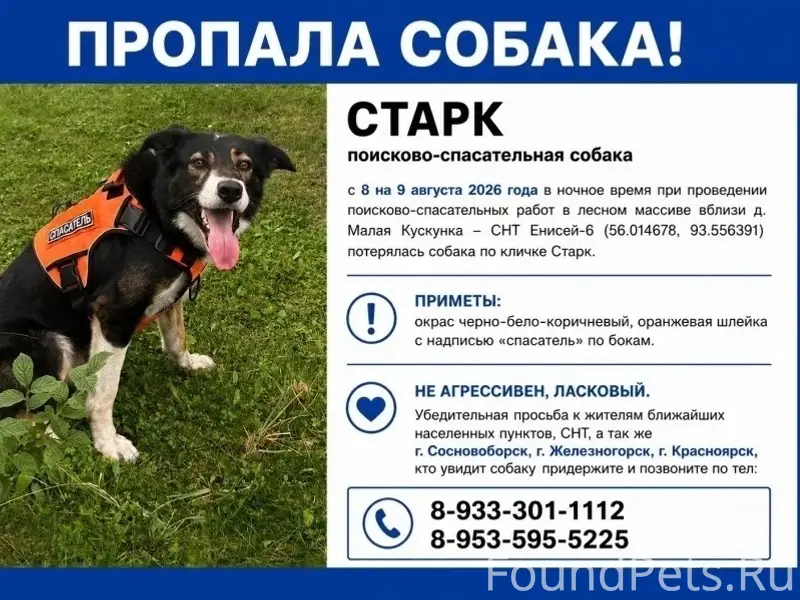 Пропал поисково-спасательный пёс Старк, Малая Кускунка