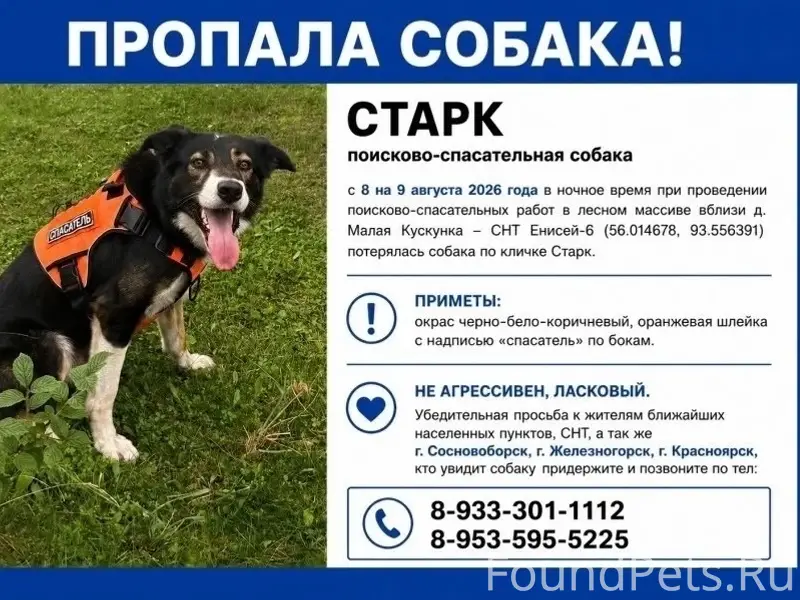Пропал поисково-спасательный пёс Старк, Малая Кускунка